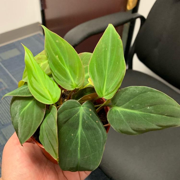 Philodendron Micans - View 2 from www redcrocus com