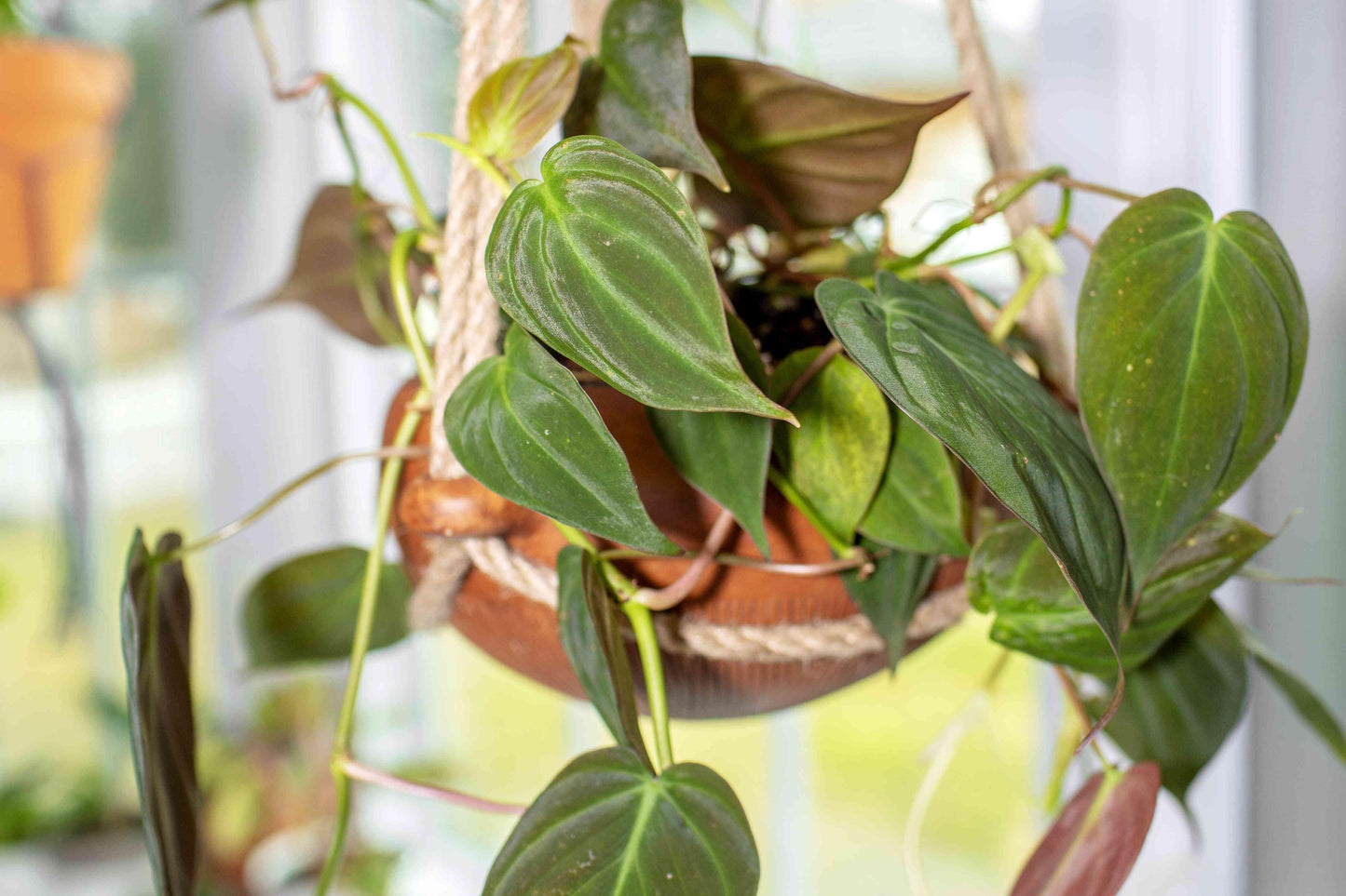 Philodendron Micans - View 3 from www redcrocus com
