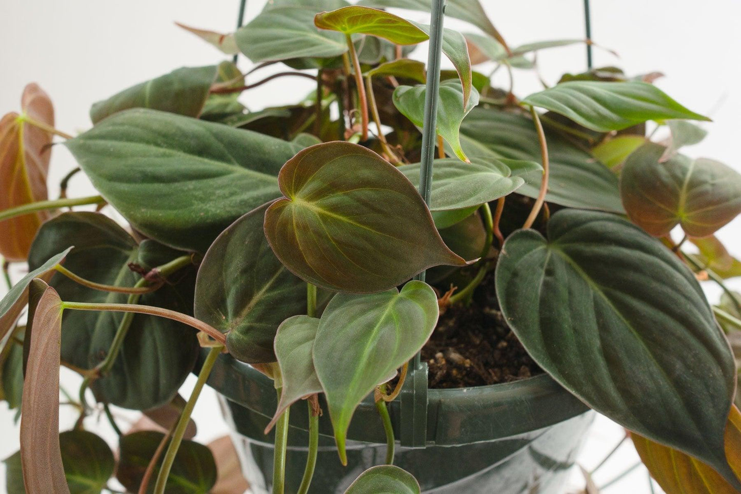 Philodendron Micans - View 5 from www redcrocus com