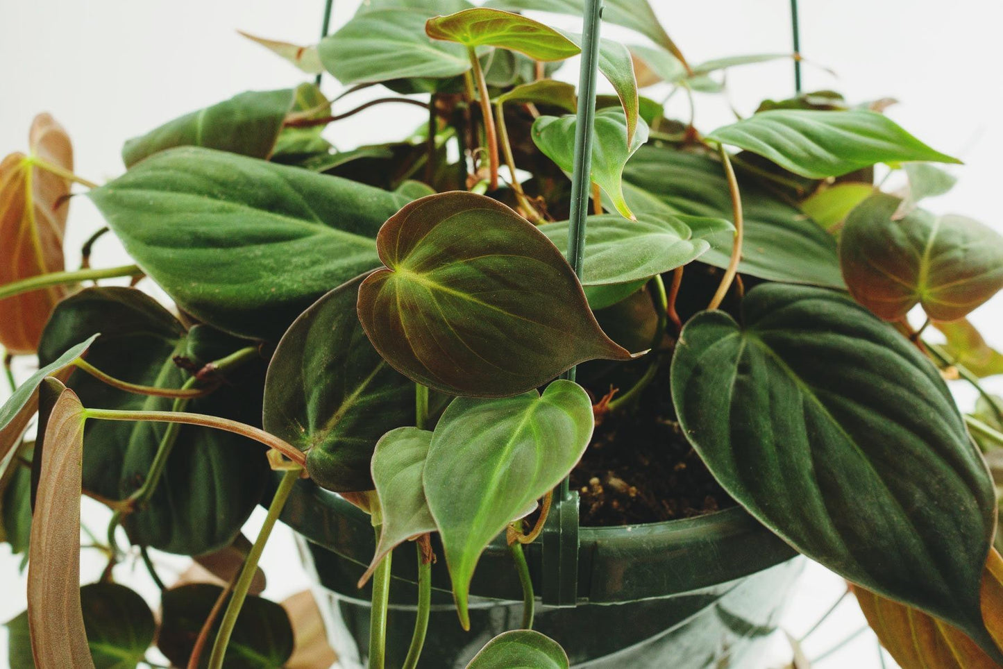 Philodendron Micans - View 6 from www redcrocus com