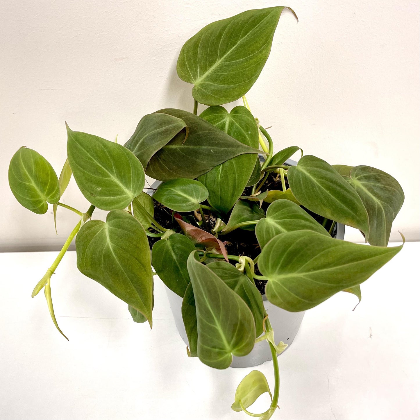Philodendron Micans - View 7 from www redcrocus com