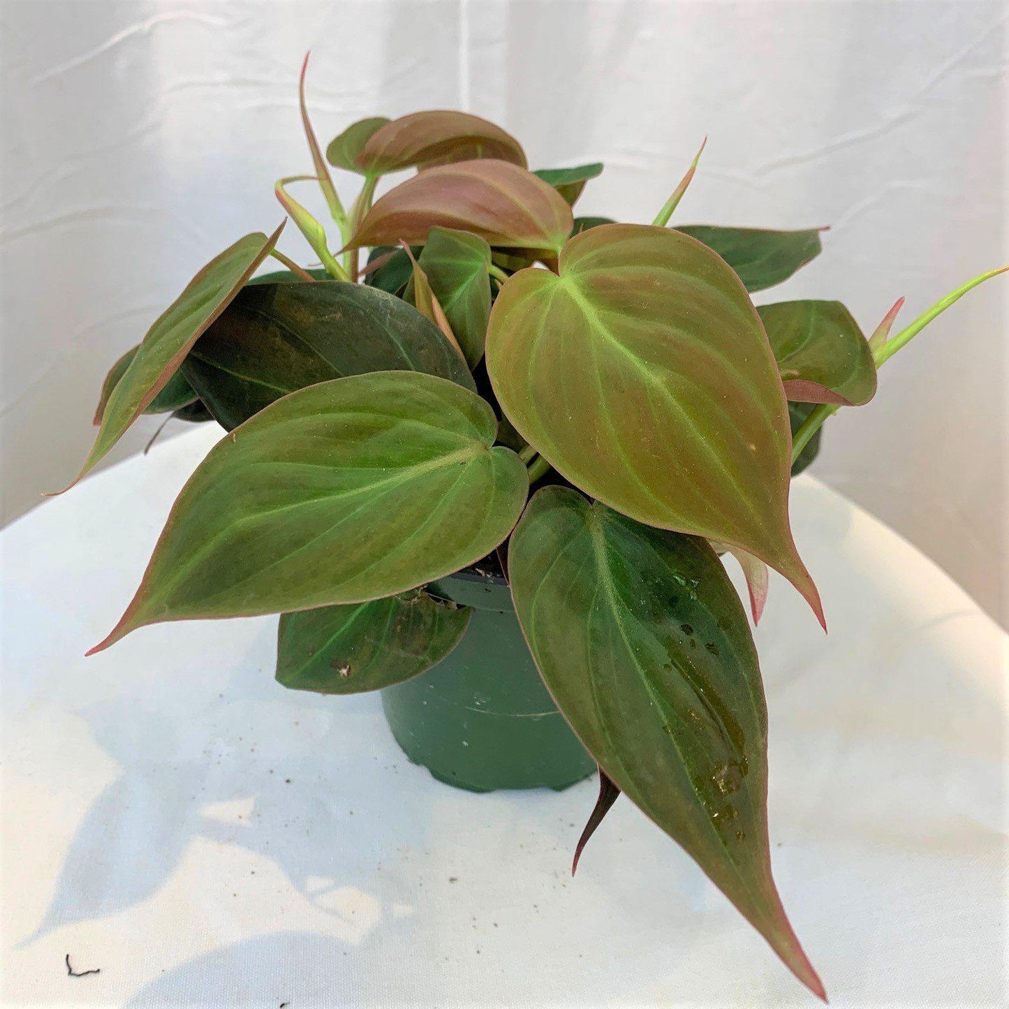 Philodendron Micans - View 8 from www redcrocus com