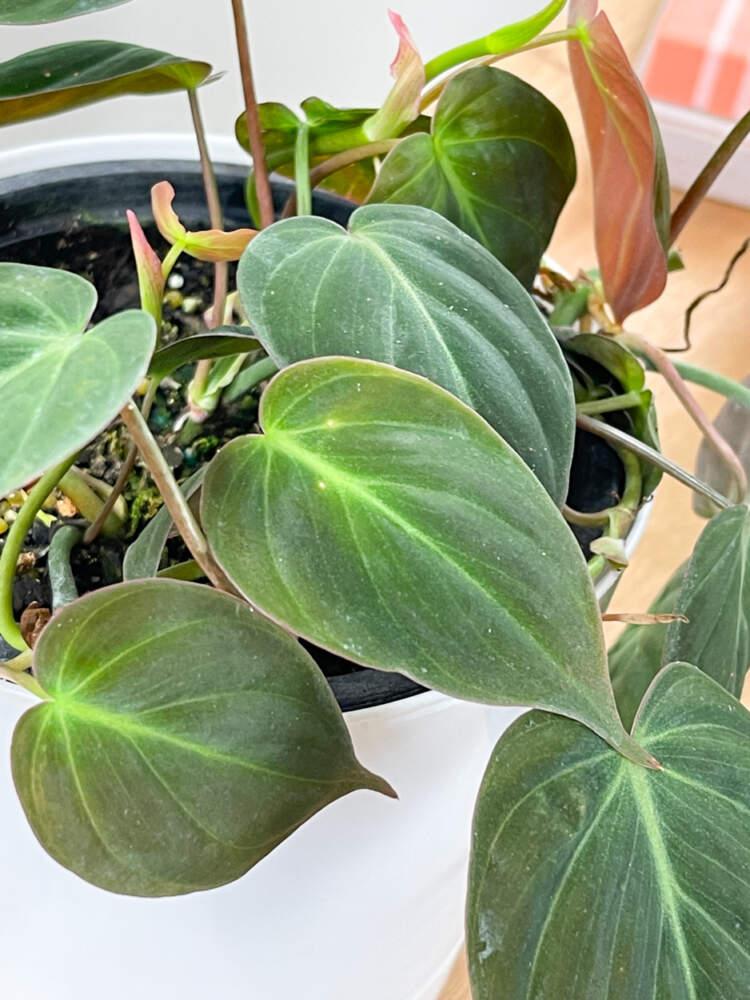 Philodendron Micans - View 9 from www redcrocus com