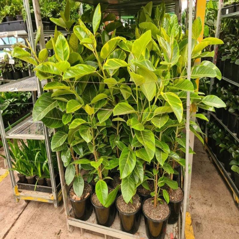 Ficus Altissima Yellow Gem - View 10 from www redcrocus com