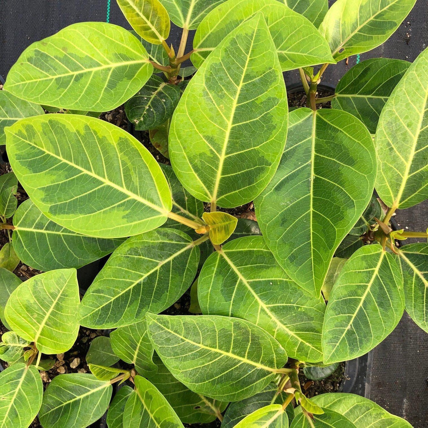 Ficus Altissima Yellow Gem - View 11 from www redcrocus com