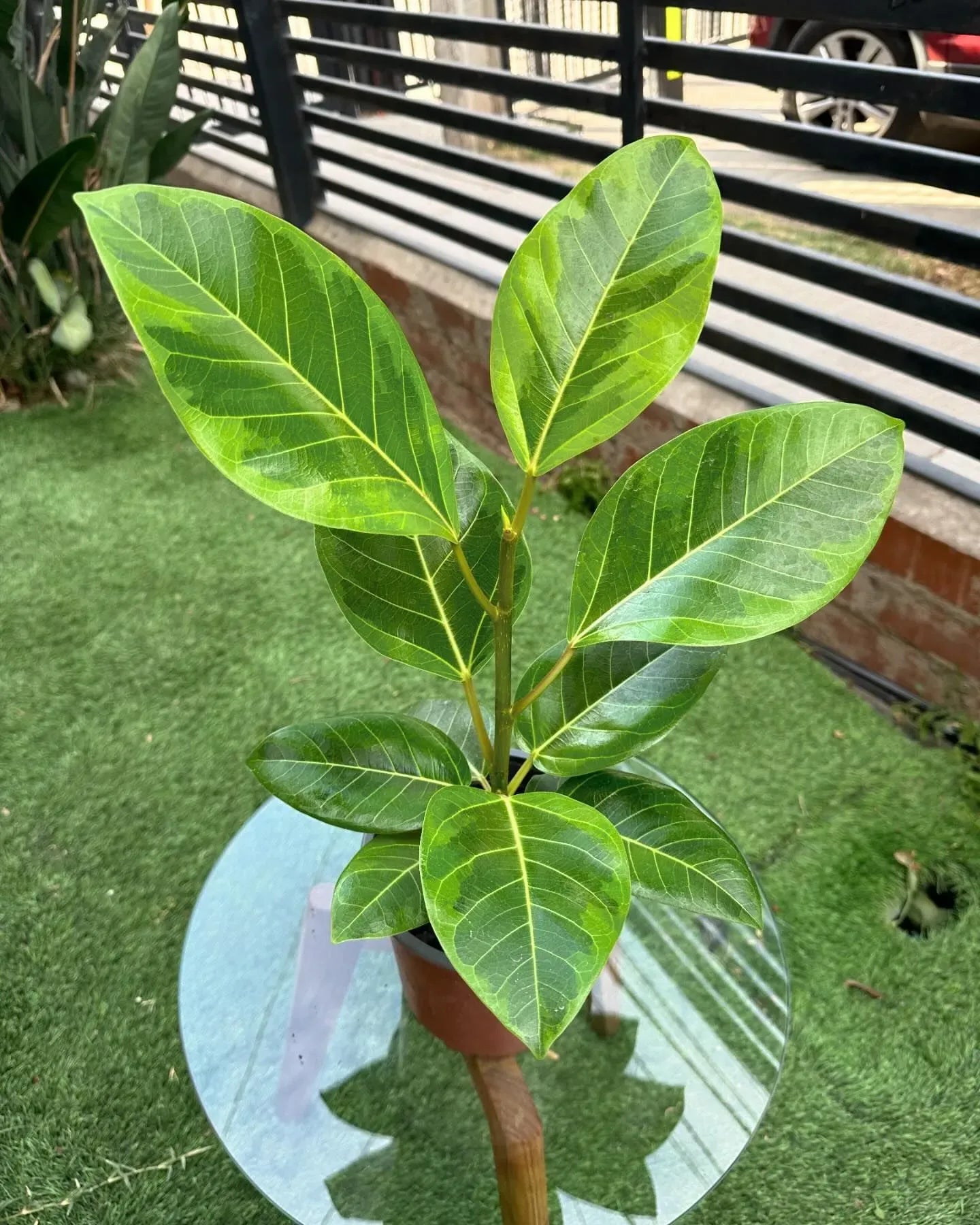Ficus Altissima Yellow Gem - View 12 from www redcrocus com