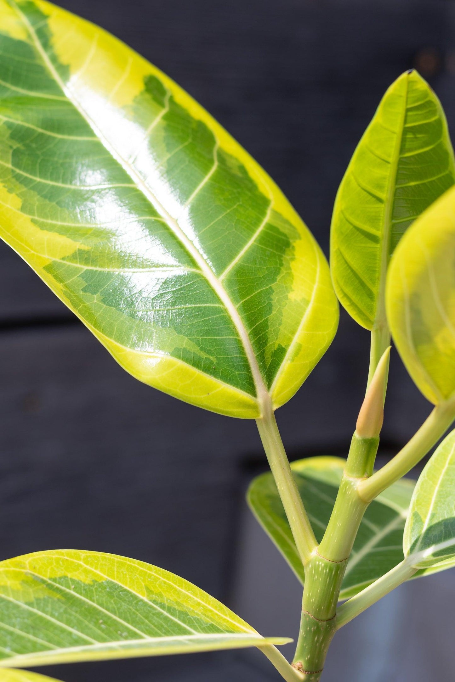 Ficus Altissima Yellow Gem - View 17 from www redcrocus com