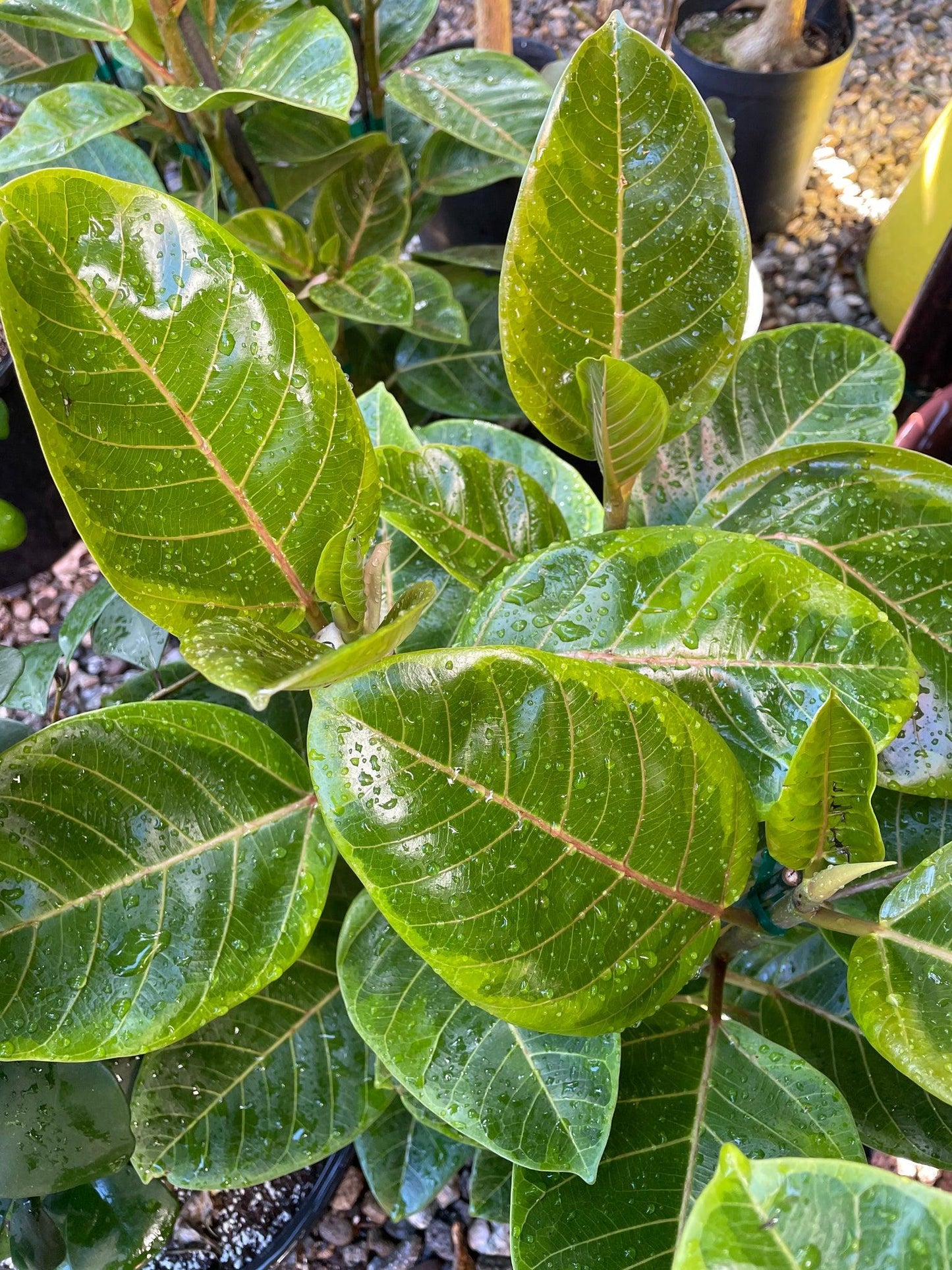 Ficus Altissima Yellow Gem - View 2 from www redcrocus com