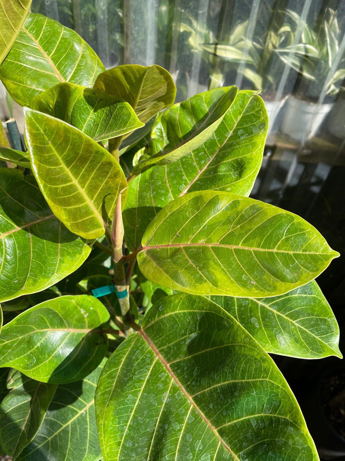 Ficus Altissima Yellow Gem - View 3 from www redcrocus com