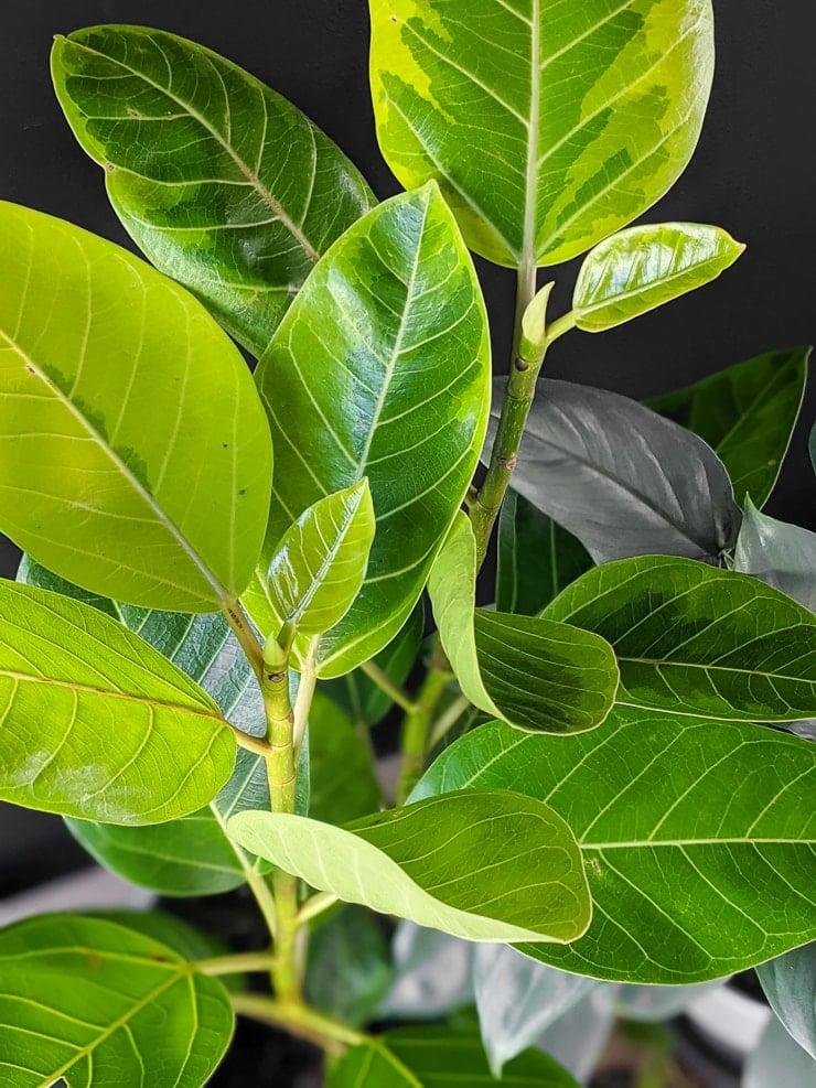 Ficus Altissima 'yellow Gem' - View 11 from www redcrocus com