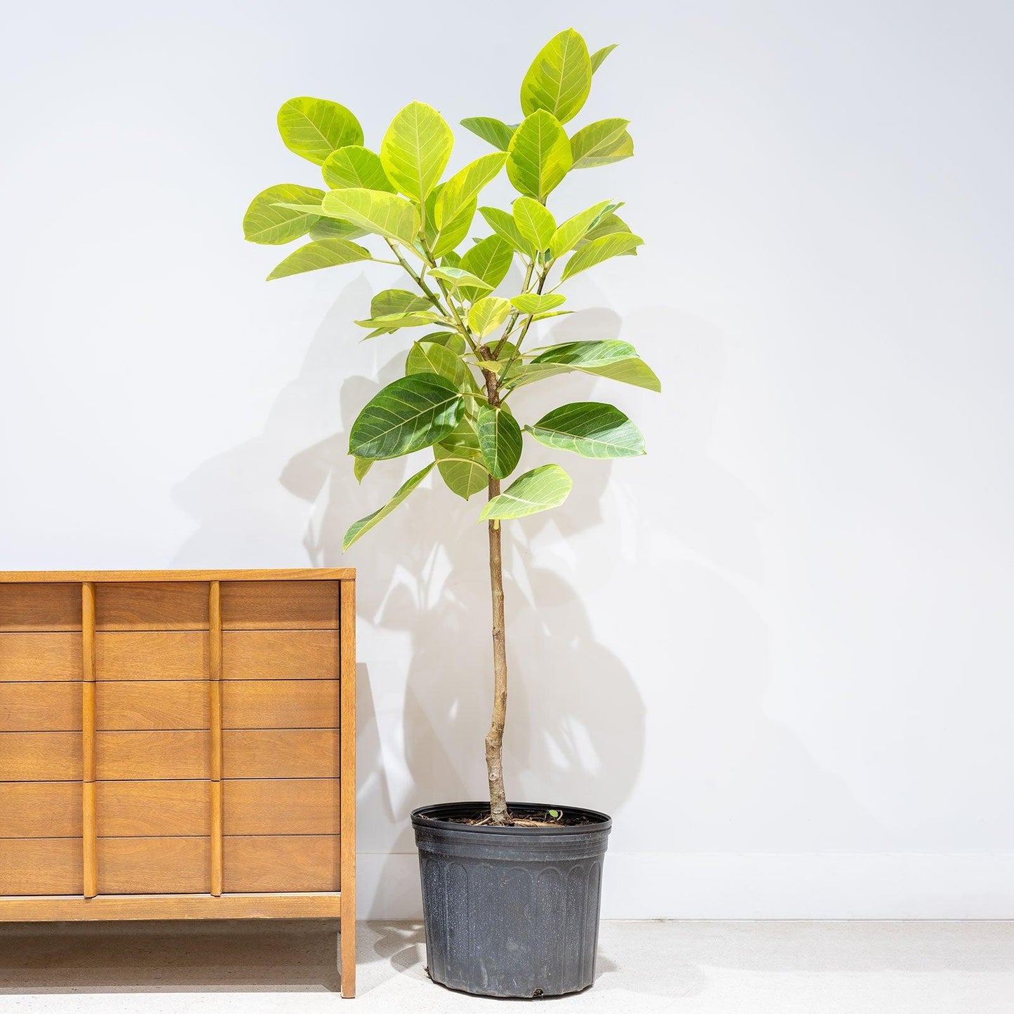 Ficus Altissima 'yellow Gem' - View 16 from www redcrocus com