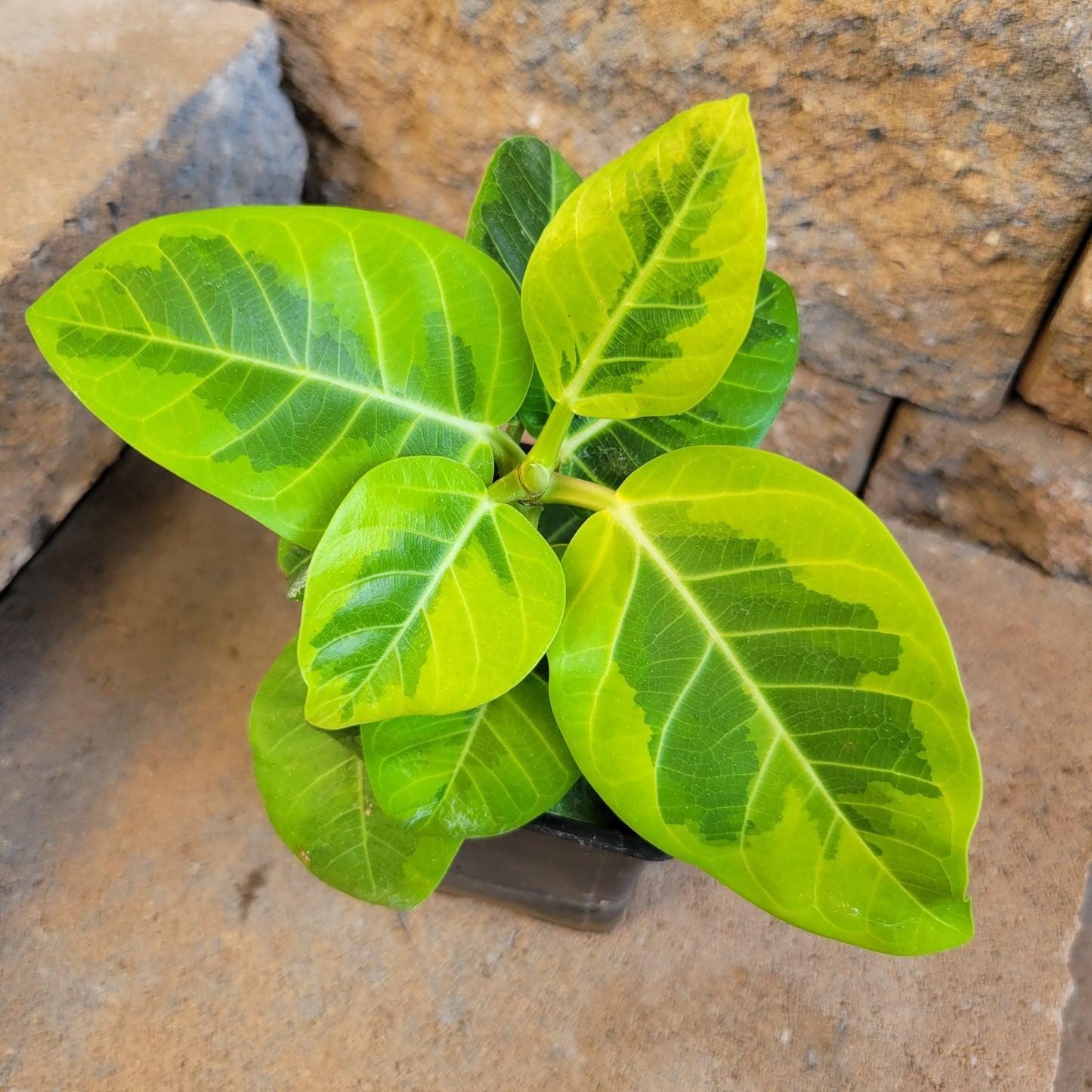 Ficus Altissima 'yellow Gem' - View 17 from www redcrocus com