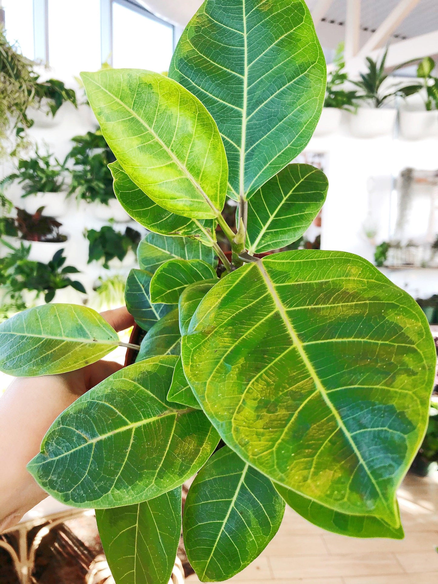 Ficus Altissima 'yellow Gem' - View 7 from www redcrocus com