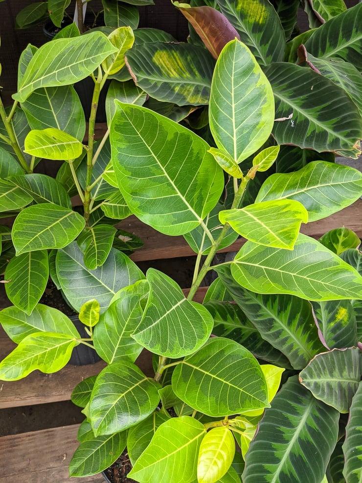 Ficus Altissima 'yellow Gem' - View 8 from www redcrocus com