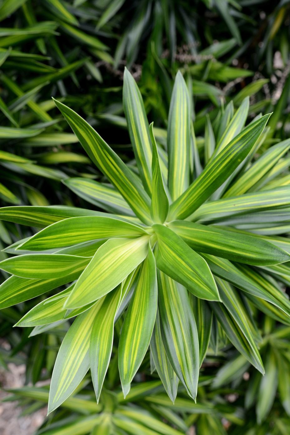 Dracaena Reflexa - View 21 from www redcrocus com