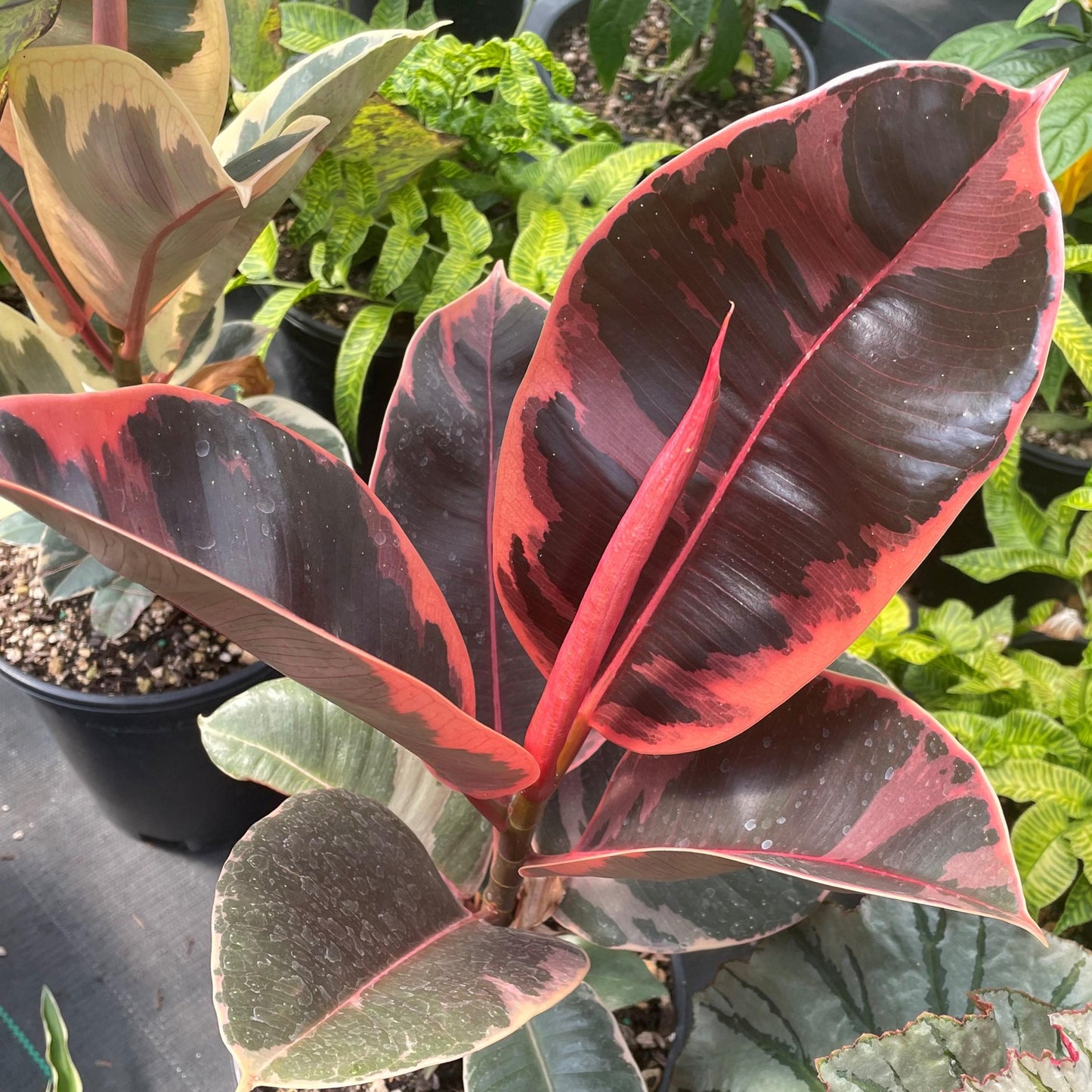Ficus Elastica 'ruby' - View 11 from www redcrocus com