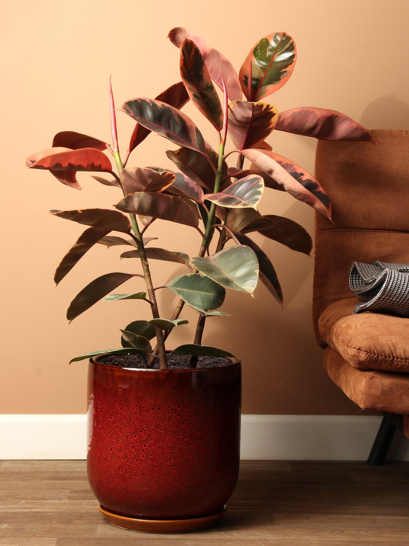 Ficus Elastica 'ruby' - View 16 from www redcrocus com