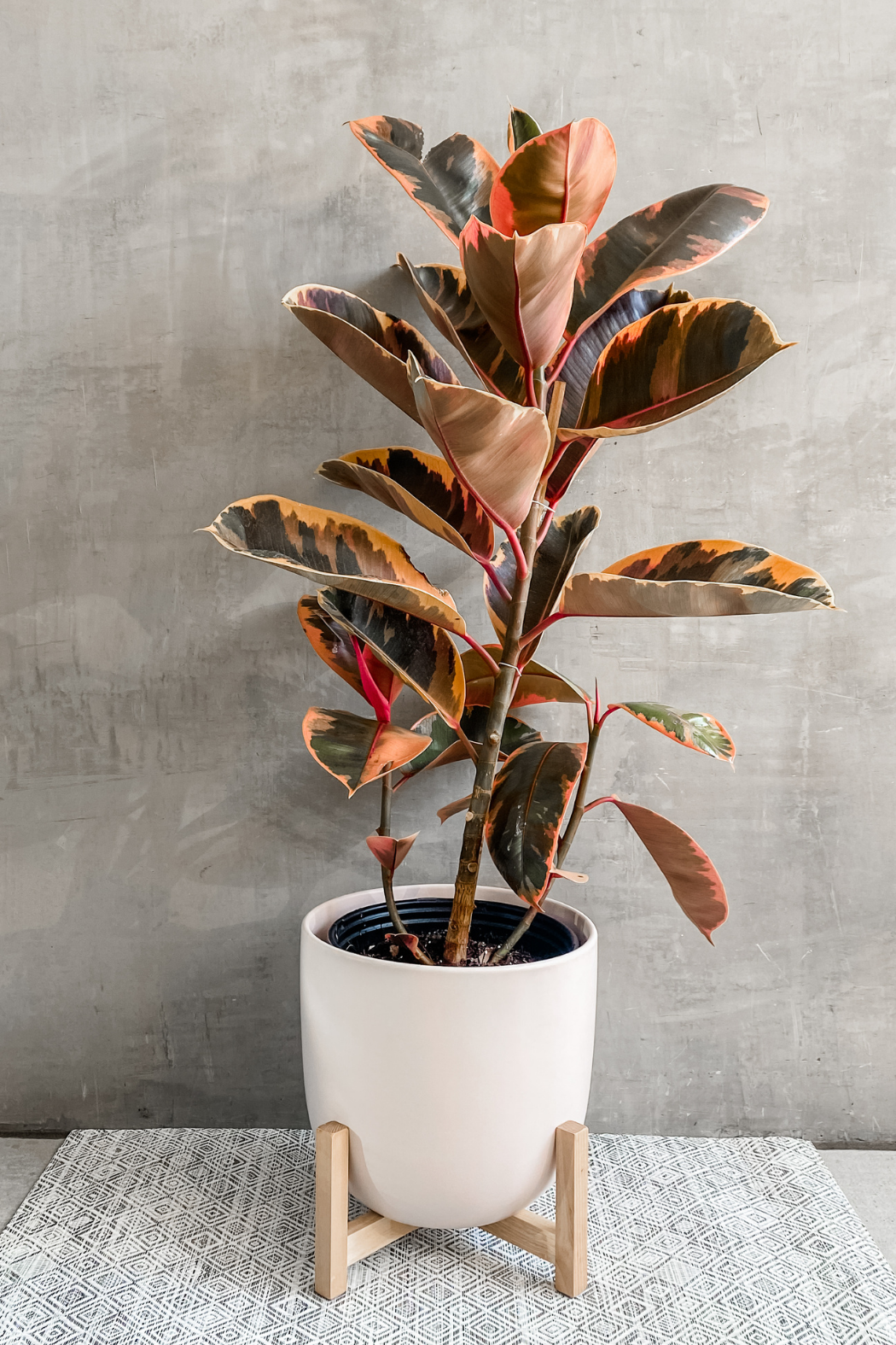 Ficus Elastica 'ruby' - View 18 from www redcrocus com