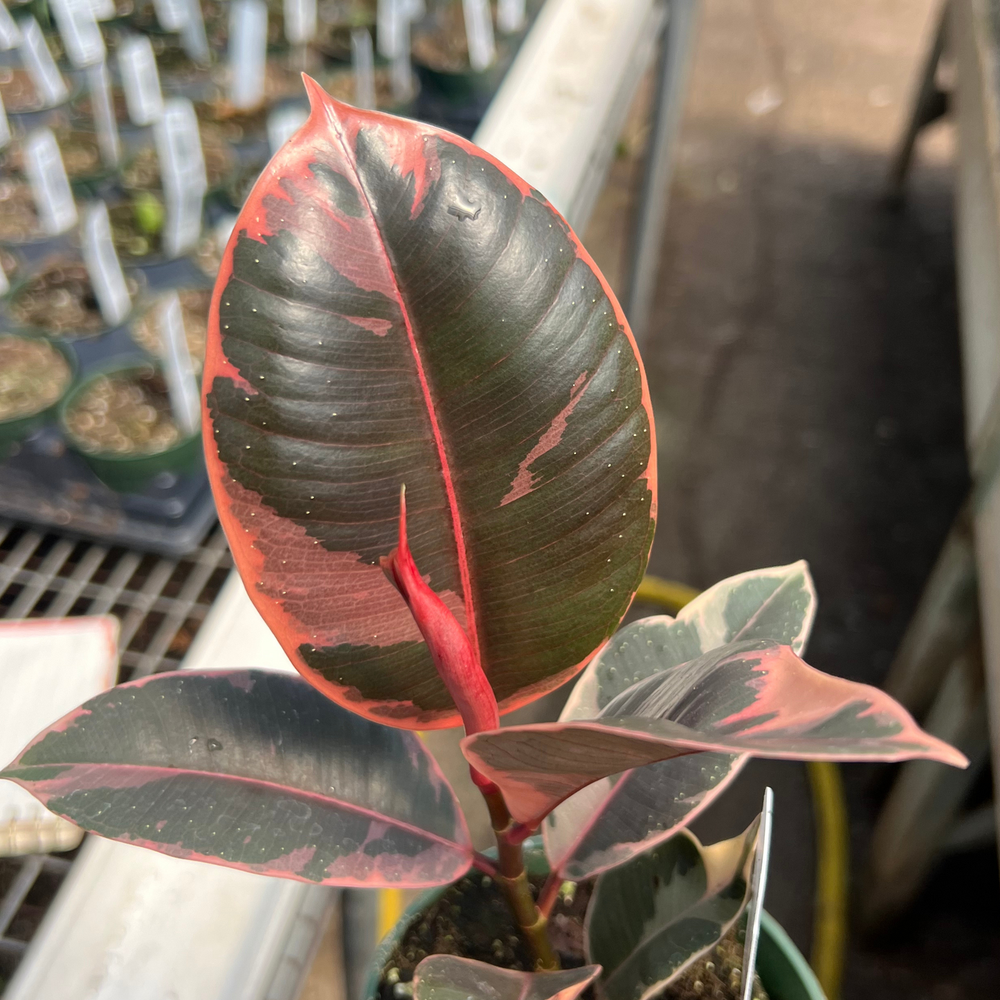 Ficus Elastica 'ruby' - View 3 from www redcrocus com