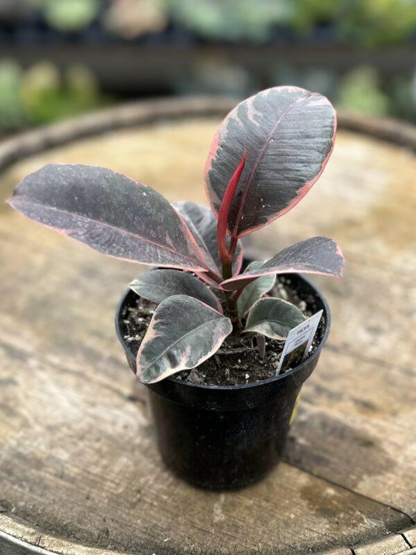 Ficus Elastica 'ruby' - View 5 from www redcrocus com