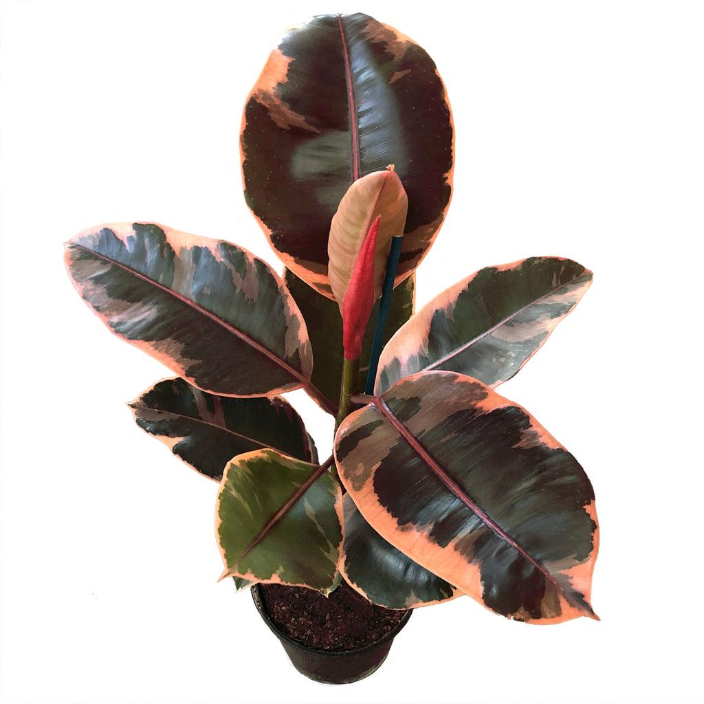 Ficus Elastica 'ruby' - View 6 from www redcrocus com