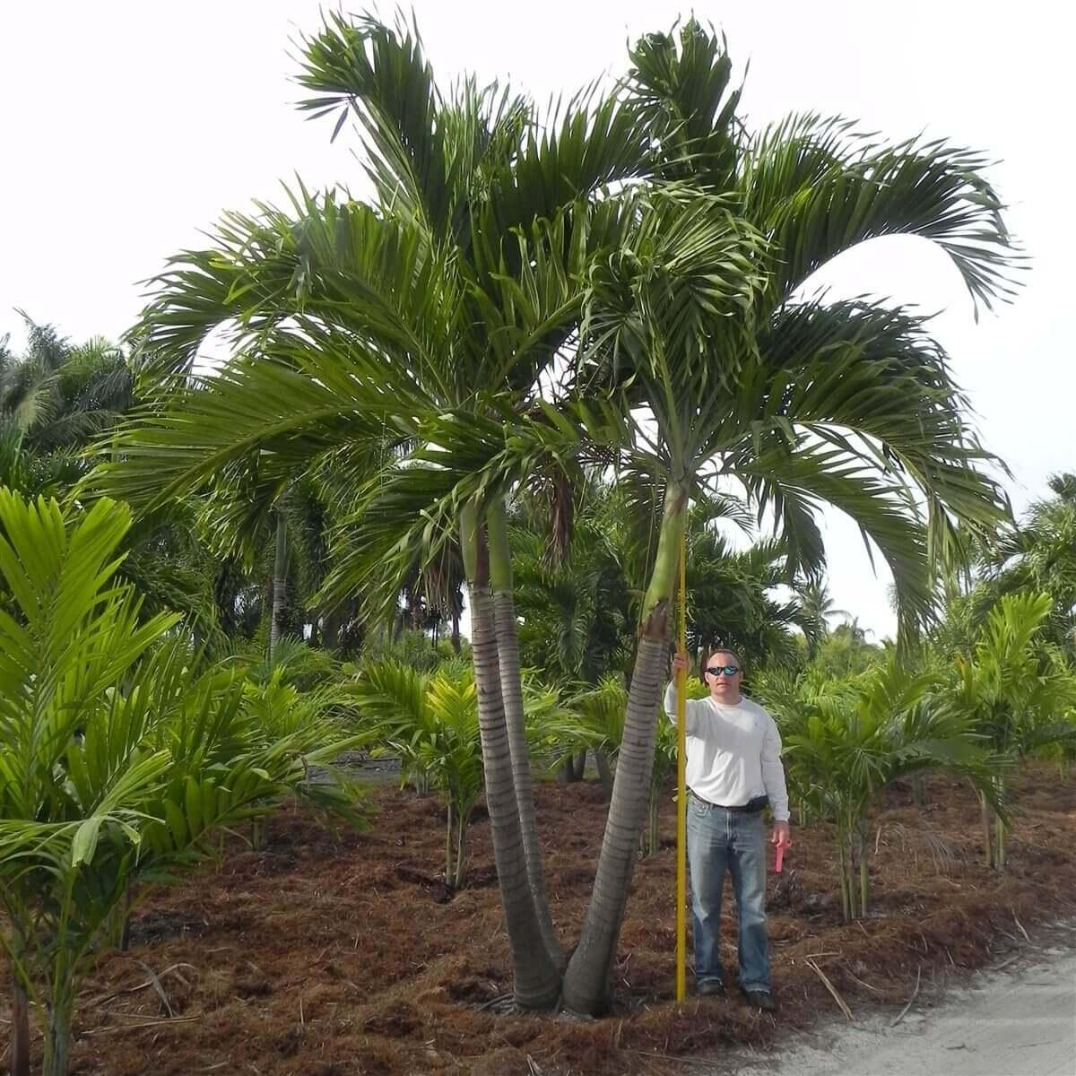 Palm Adonidia Merrillii Multi - View 15 from www redcrocus com