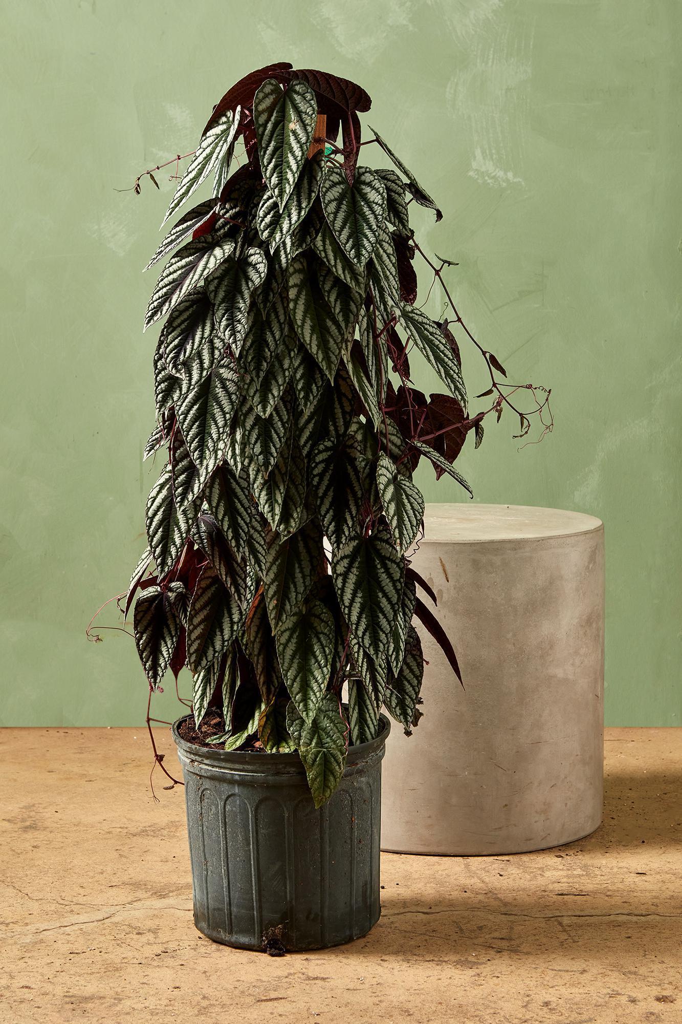 Cissus Discolor, Teepee - View 13 from www redcrocus com