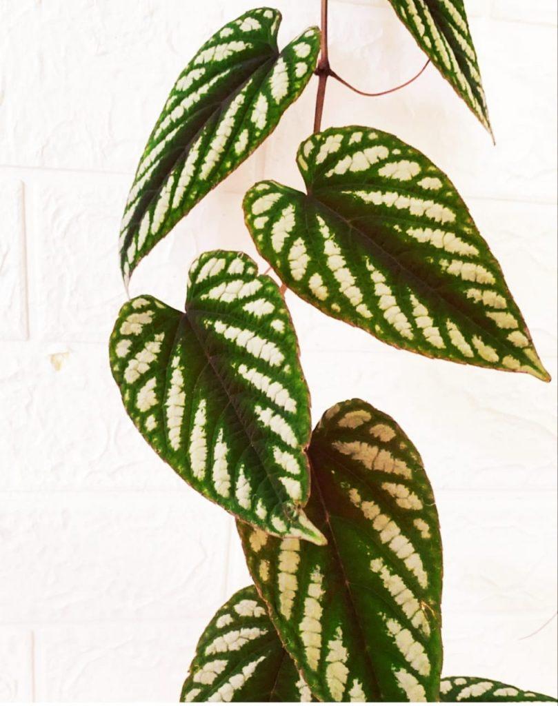 Cissus Discolor, Teepee - View 14 from www redcrocus com