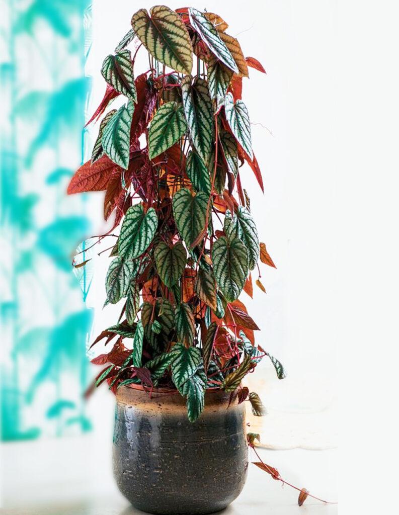 Cissus Discolor, Teepee - View 15 from www redcrocus com