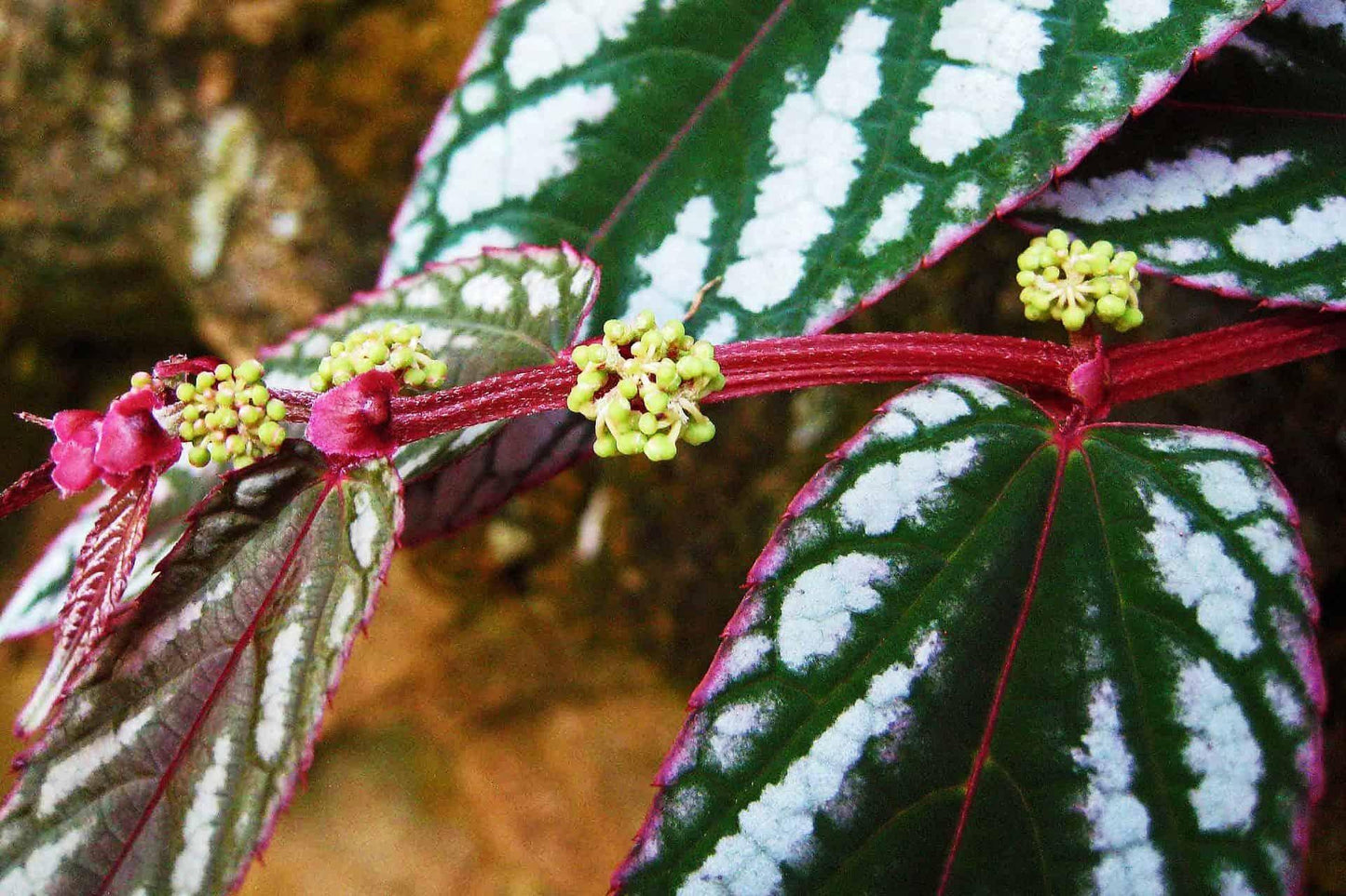 Cissus Discolor, Teepee - View 1 from www redcrocus com