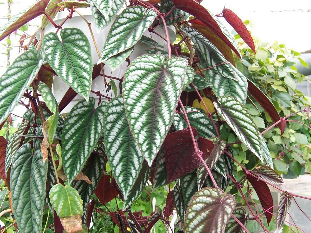 Cissus Discolor, Teepee - View 4 from www redcrocus com
