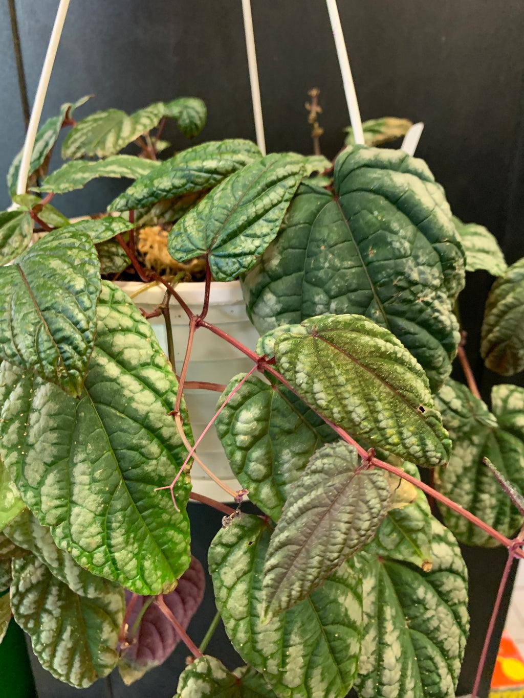 Cissus Discolor, Teepee - View 5 from www redcrocus com