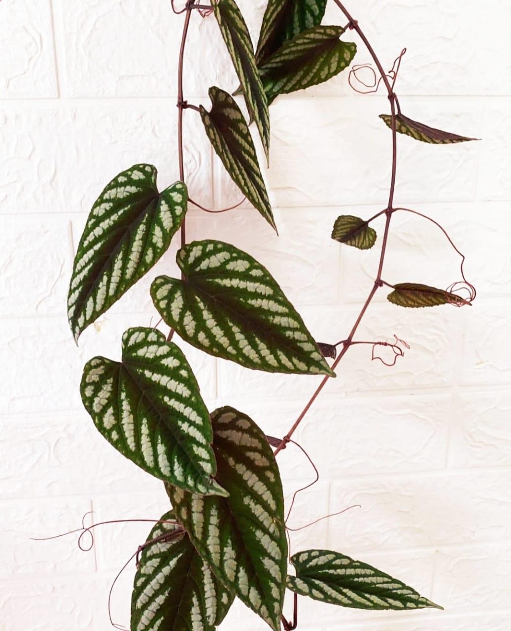 Cissus Discolor, Teepee - View 7 from www redcrocus com
