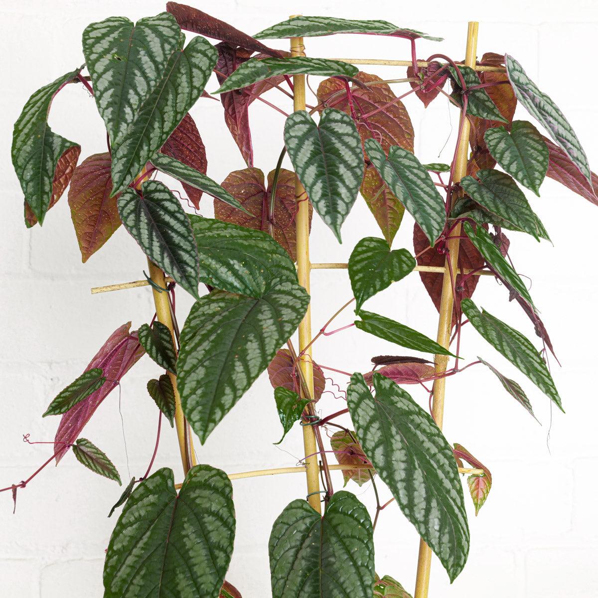 Cissus Discolor, Teepee - View 8 from www redcrocus com