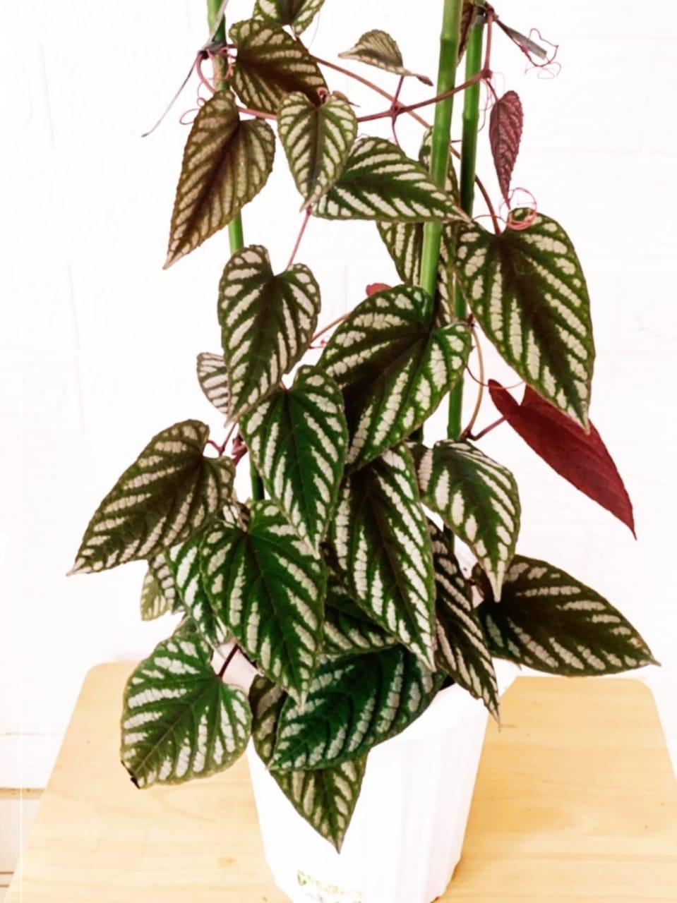 Cissus Discolor Teepee - View 15 from www redcrocus com