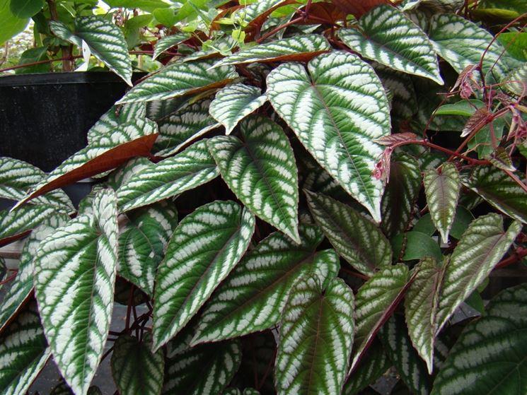 Cissus Discolor Teepee - View 16 from www redcrocus com