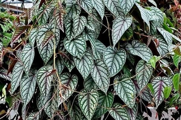 Cissus Discolor Teepee - View 17 from www redcrocus com
