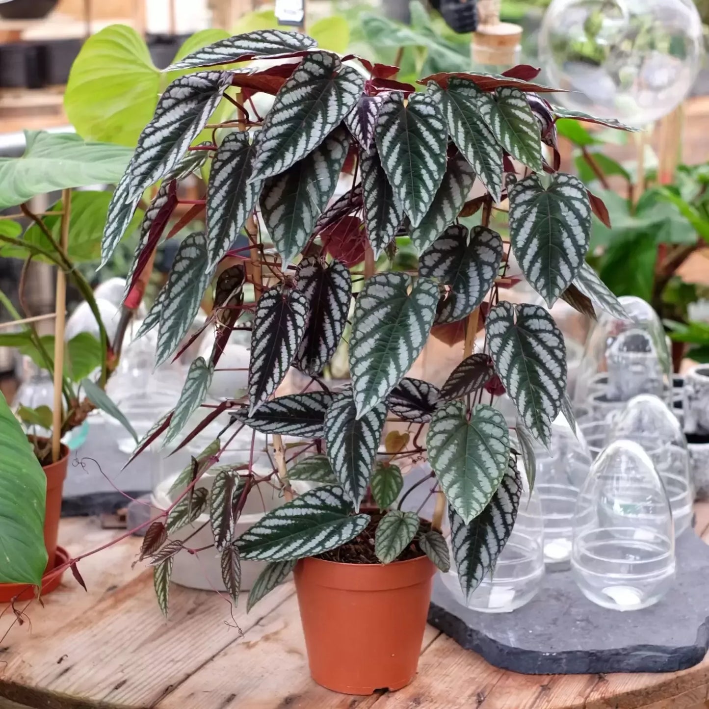 Cissus Discolor Teepee - View 18 from www redcrocus com