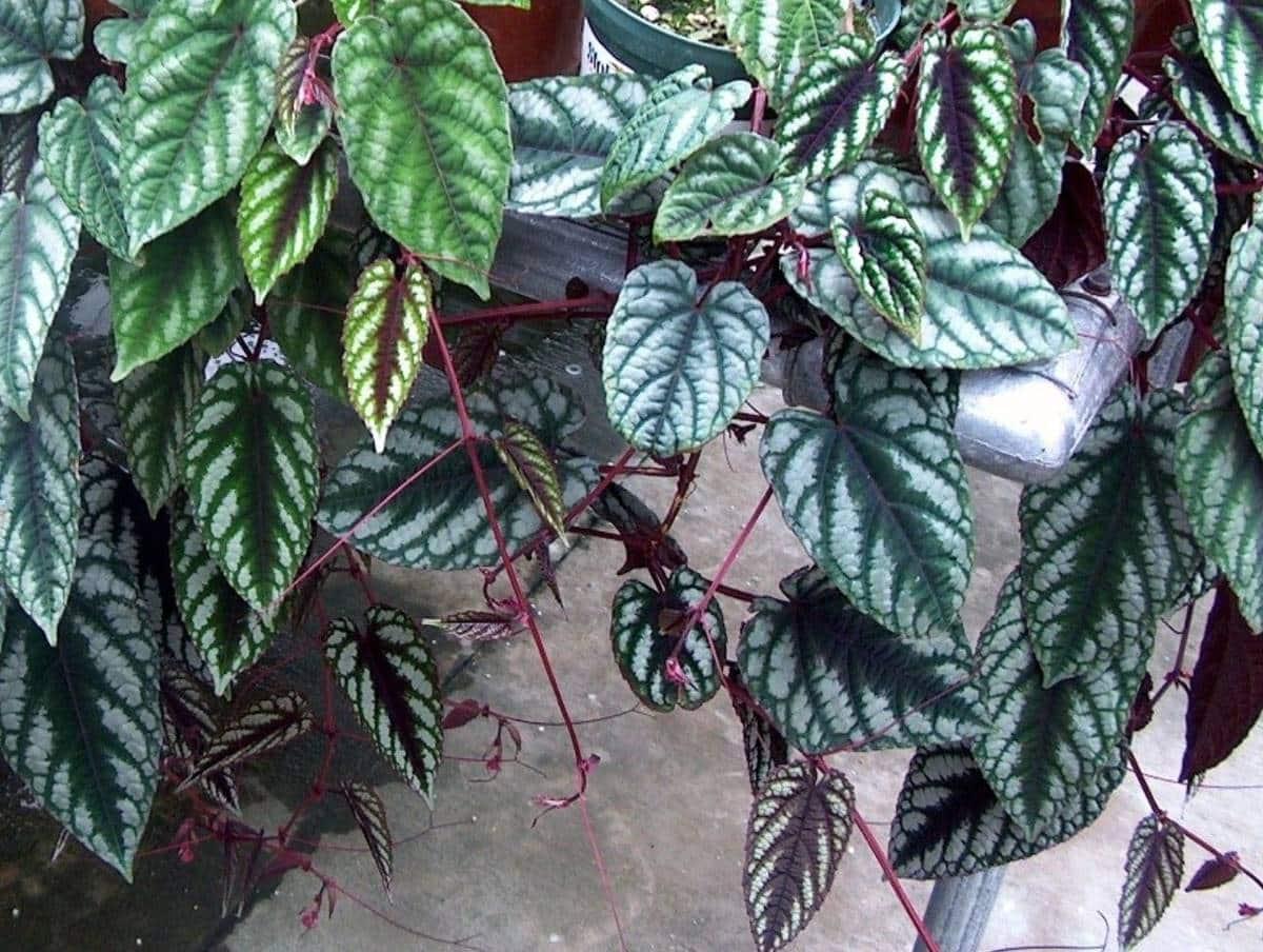 Cissus Discolor Teepee - View 19 from www redcrocus com