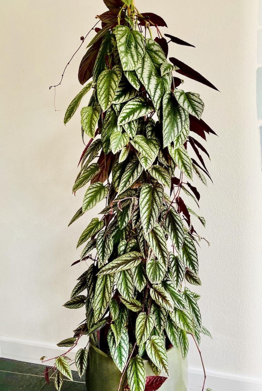 Cissus Discolor Teepee - View 1 from www redcrocus com
