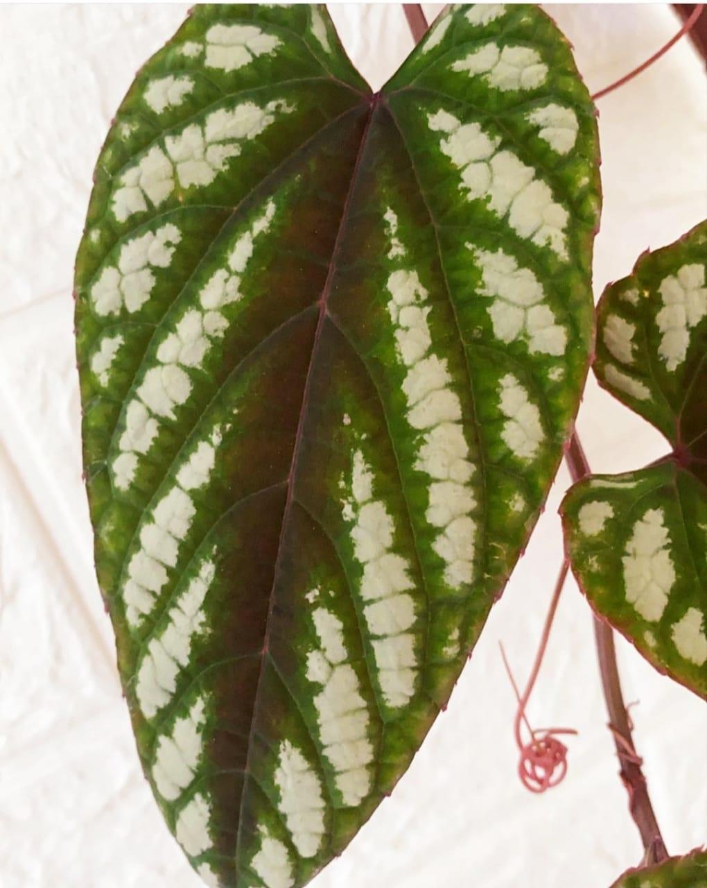 Cissus Discolor Teepee - View 2 from www redcrocus com