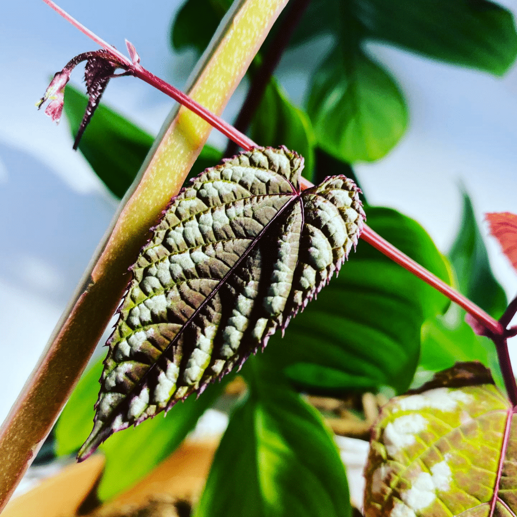 Cissus Discolor Teepee - View 4 from www redcrocus com