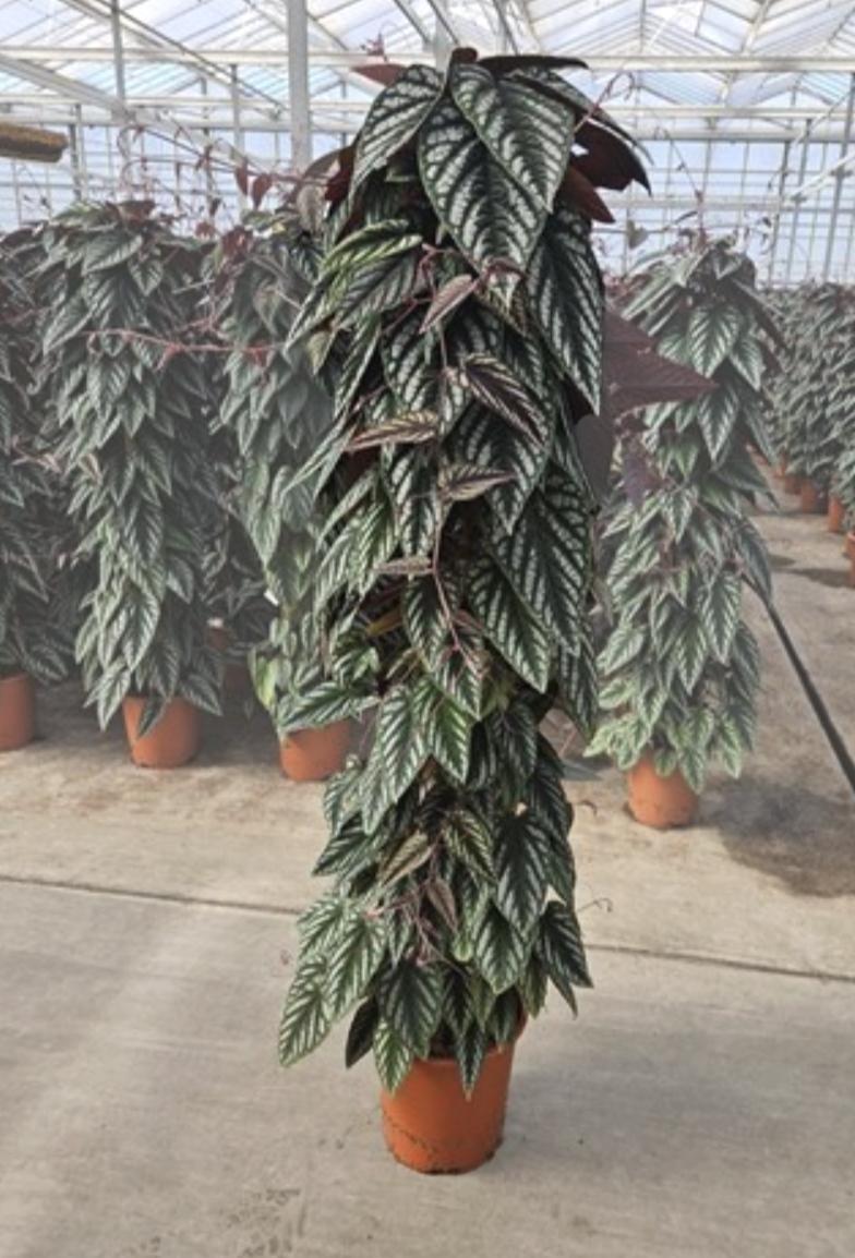 Cissus Discolor Teepee - View 8 from www redcrocus com