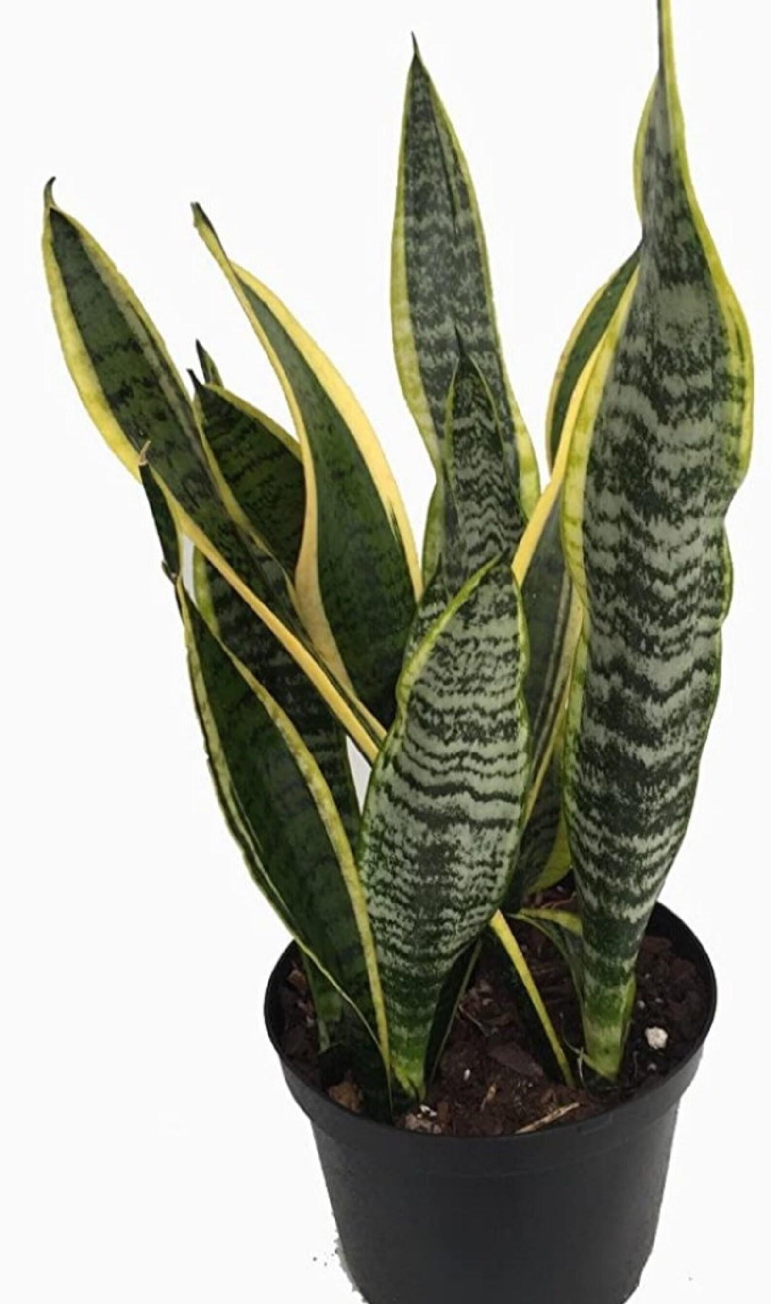 RedCrocus Variegated Snake Plant