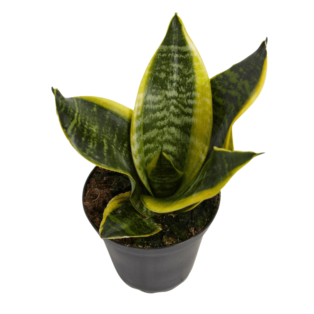 Sansevieria Laurentii Superba - View 5 from www redcrocus com