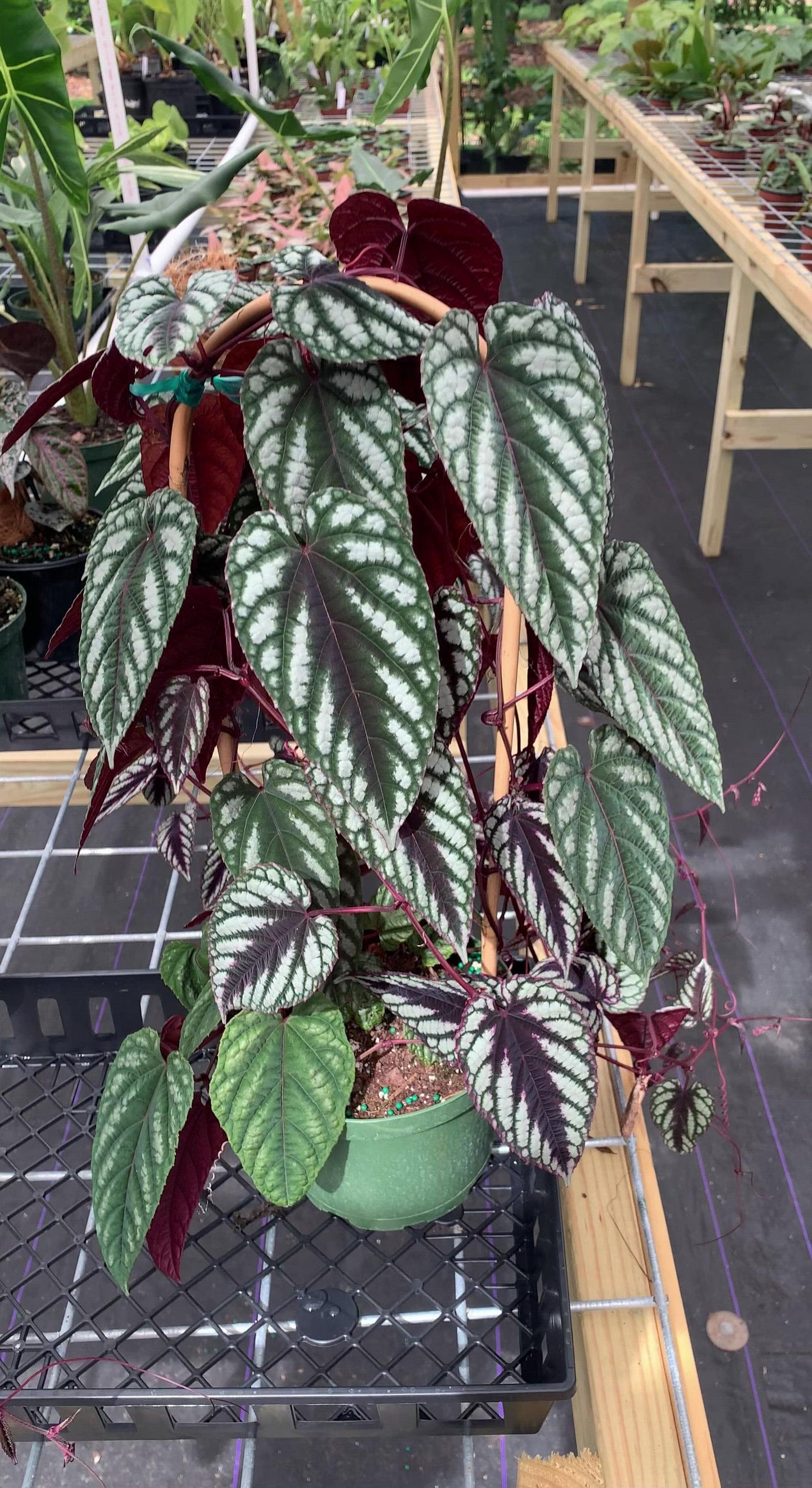 Cissus Discolor, Trellis - View 10 from www redcrocus com