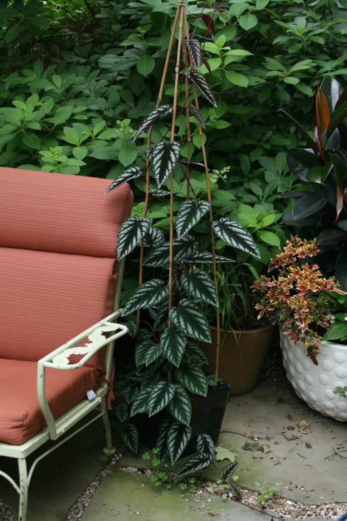 Cissus Discolor, Trellis - View 15 from www redcrocus com