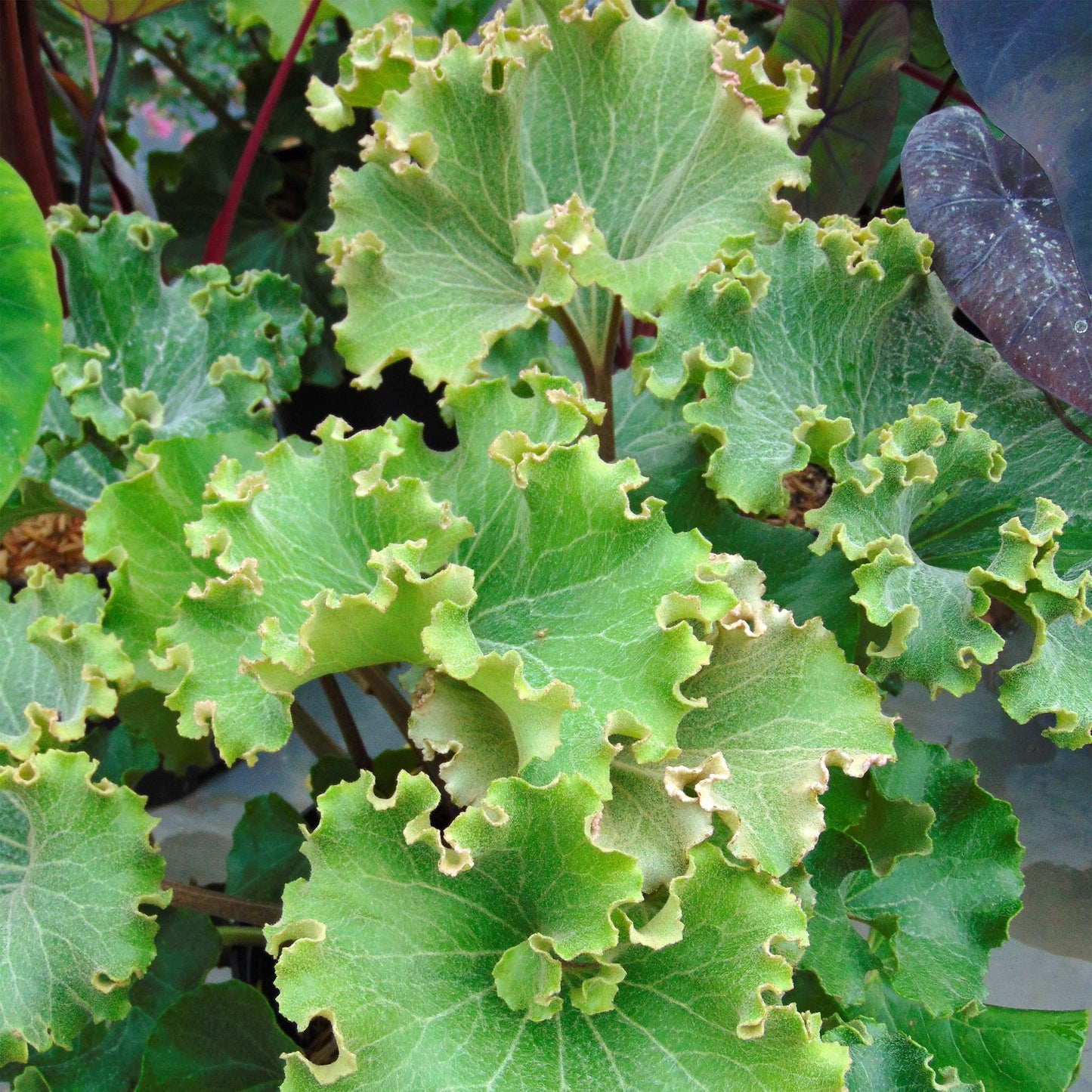 Farfugium Japonicum 'crispata' - View 10 from www redcrocus com