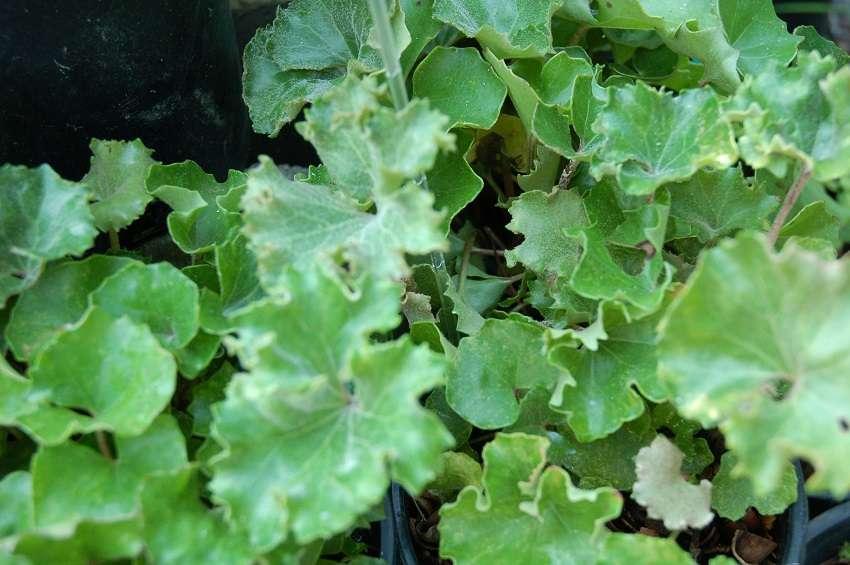 Farfugium Japonicum 'crispata' - View 16 from www redcrocus com