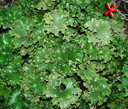Farfugium Japonicum 'crispata' - View 3 from www redcrocus com